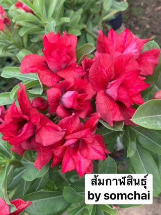 ⭐ชวนชมดอกซ้อน🌺ส้มกาฬสินธุ์ จัดส่งถอนต้น ขนาดกระถาง6นิ้ว