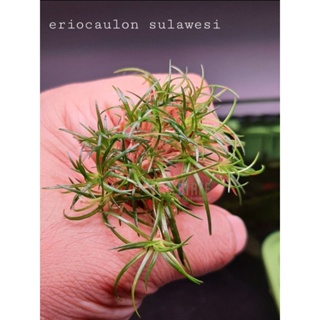 eriocaulon sulawesi กระดุมสุราเวสี ใบน้ำ 100%