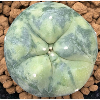 🥰 เธอมาทำให้ละลาย โดนสาปให้ตายแล้วตายอีก🐷🐽🐷เจ้าเปาด่าง Lophophora Diffusa koike variegata