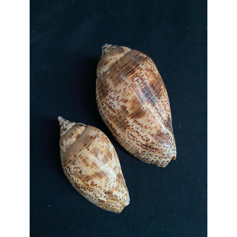spotted-turbine-conch-shell-หอยสังข์ด่าง6-8cm-bandian