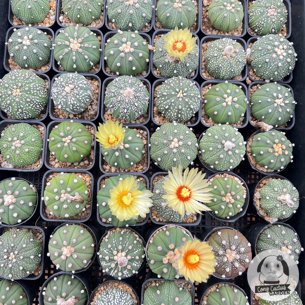 ต้นแอสโตร-astrophytum-ไม้เพาะเมล็ด-ต้นกระบองเพชร-ราคาถูก-ต้นแคคตัส