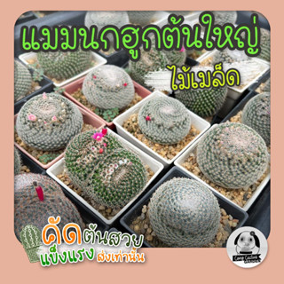 ต้นแมมนกฮูก ขนาดให้ดอกแล้ว (Mammillaria microthele) ไม้เพาะเมล็ด - ต้นกระบองเพชร ราคาถูก🌵ต้นแคคตัส❤️