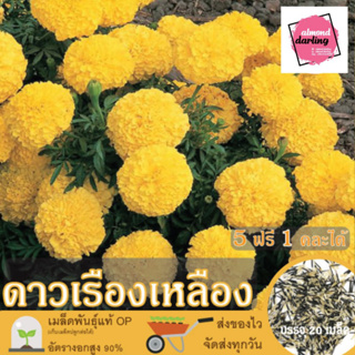 ซื้อ5 แถม1 เมล็ดพันธุ์ ดอกดาวเรือง สีเหลือง 20 เมล็ด (Mariglod Flower Seed) เมล็ดพันธุ์แท้ ปลูกง่าย อัตรางอกสูง เก็บเมล็