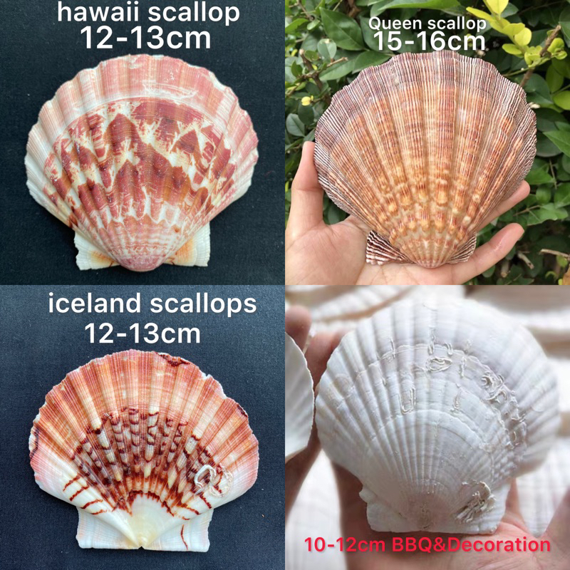 หอยเชลล์ที่ใหญ่ที่สุด decorative& collectible scallop shell 10-17cm For ...