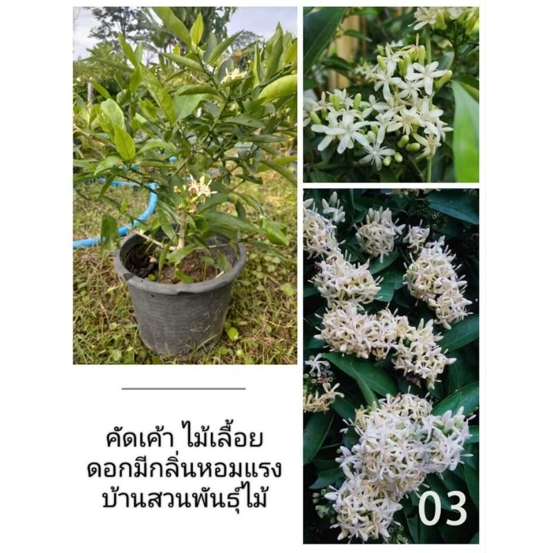 ต้นคัดเค้า-ต้นพร้อมปลูก