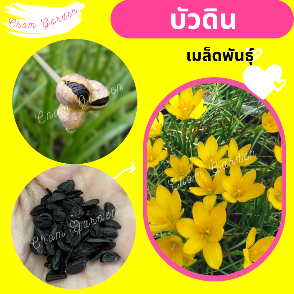 ซื้อ3แถมฟรี2-เมล็ดบัวดิน-บัวดินสีเหลือง-บัวดินเหลืองขมิ้น