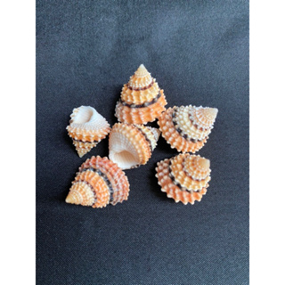 หอยสังข์หอทองขนาดเล็ก small golden Tower conch shell