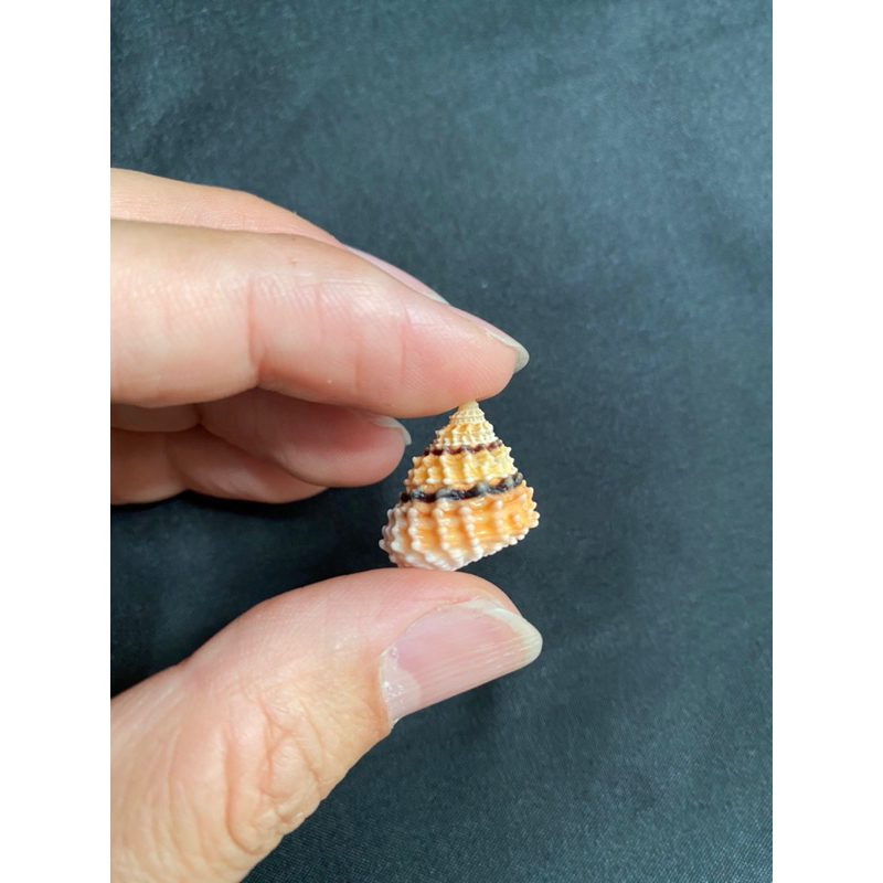 หอยสังข์หอทองขนาดเล็ก-small-golden-tower-conch-shell
