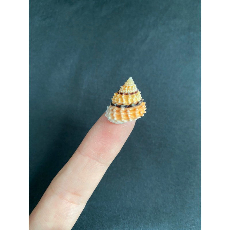 หอยสังข์หอทองขนาดเล็ก-small-golden-tower-conch-shell