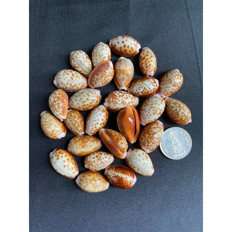 samll-safflower-cowrie-shell-เปลือกคาวรีขนาดเล็กhong