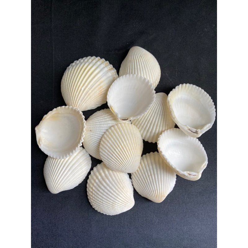 white-lion-claw-clam-shell-หอยขาว-50g