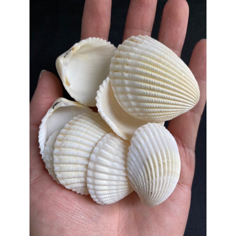 white-lion-claw-clam-shell-หอยขาว-50g