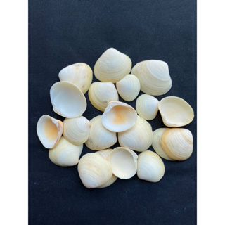 เปลือกไข่สีเหลือง yellow egg clam shell 50g