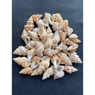 หอยสังข์สีเหลืองขนาดเล็ก small yellow conch seashells 50g