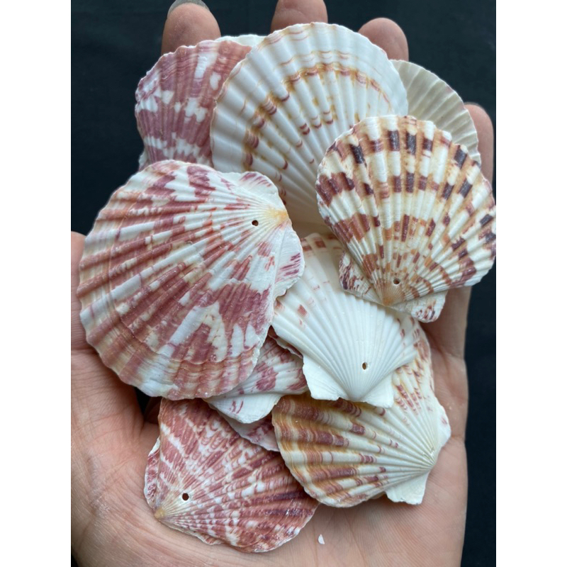 เปลือกหอยเชลล์สีสันสดใส-perforated-colorful-scallop-shells-50g