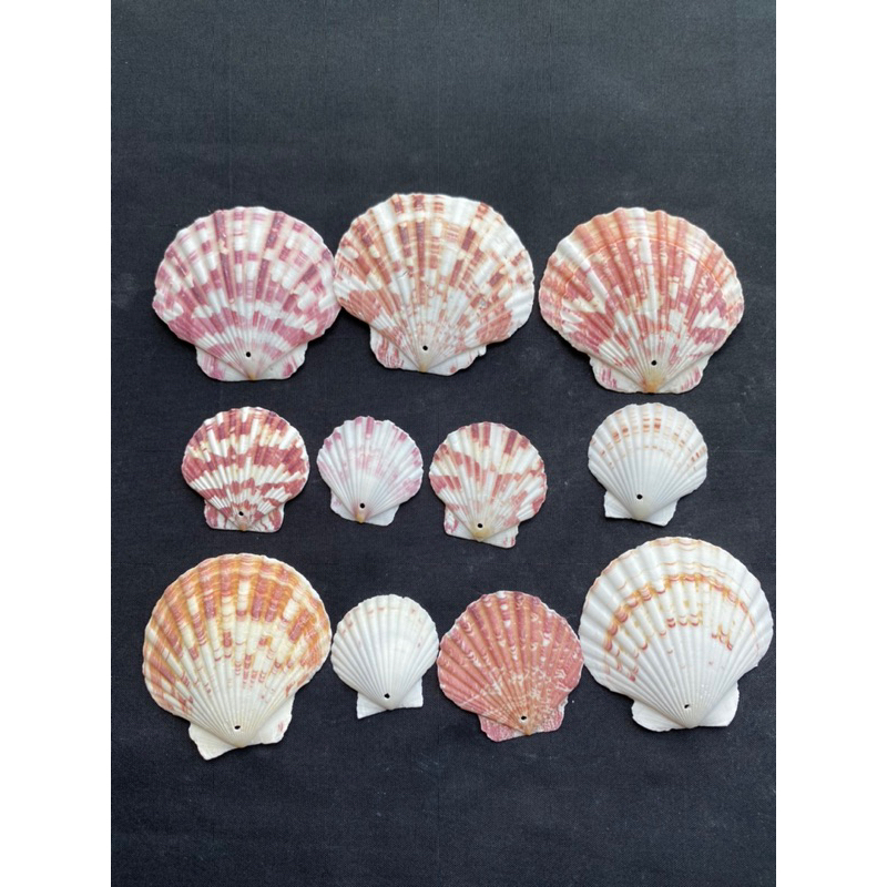 เปลือกหอยเชลล์สีสันสดใส-perforated-colorful-scallop-shells-50g