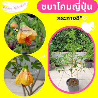 ต้นชบาโคมญี่ปุ่น ชบาโคม #สีส้ม กระถาง 8 นิ้ว