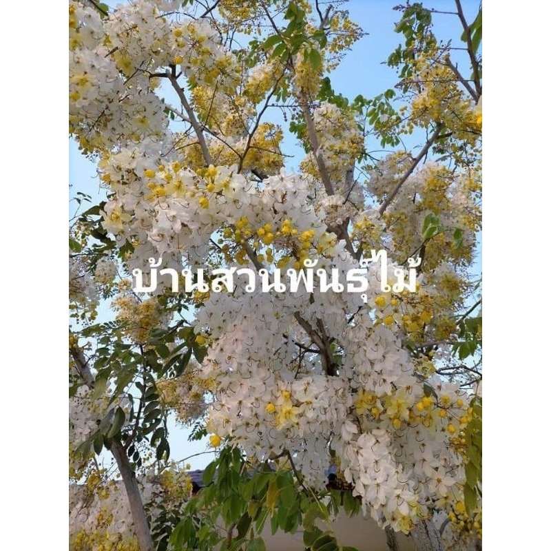 ต้นคูนขาว-ต้นทาบกิ่ง