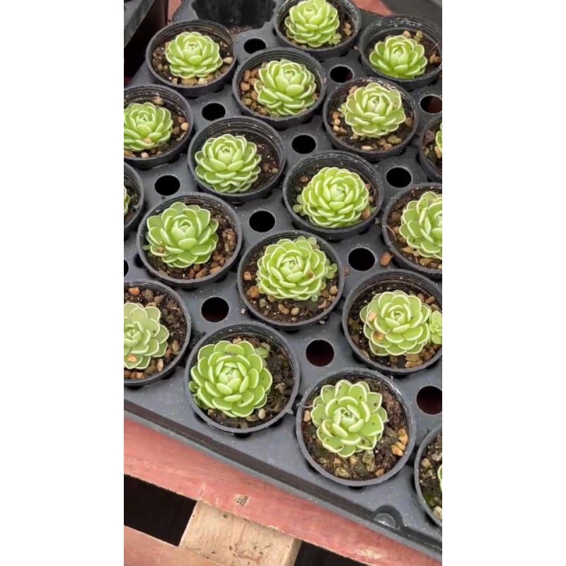 พืชกินแมลง-pinguicula-esseriana-ไม้กินแมลง-ดอกสีขาวม่วง-succulent-echeveria-haworthia-cactus-lithop-ไม้อวบน้ำ