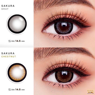 คอนแทคเลนส์ Wink Lens Sakura(Gray,Brown) ค่าสายตา0.00 ถึง -5.00