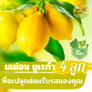 🍋ยูเรก้าเลมอน ออร์แกนิค 4 ลูก ข้อพิสูจน์ถึงความมุ่งมั่นของเราในด้านคุณภาพ ความยั่งยืน และรสชาติที่โดดเด่นของเรา