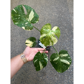 มอนด่าง ไทคอน ไทยคอน ด่างขาว monstera Thaicon var.