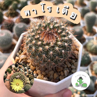 🌵 A Little cactus🌵| แคคตัส กระบองเพชร  พาโรเดีย Parodia