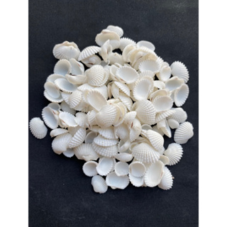 Mini White Clam Shells 50g 1-2cmหอยลายมินิไวท์