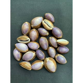 purple back cowrie shell วัวหลังสีม่วง 50g