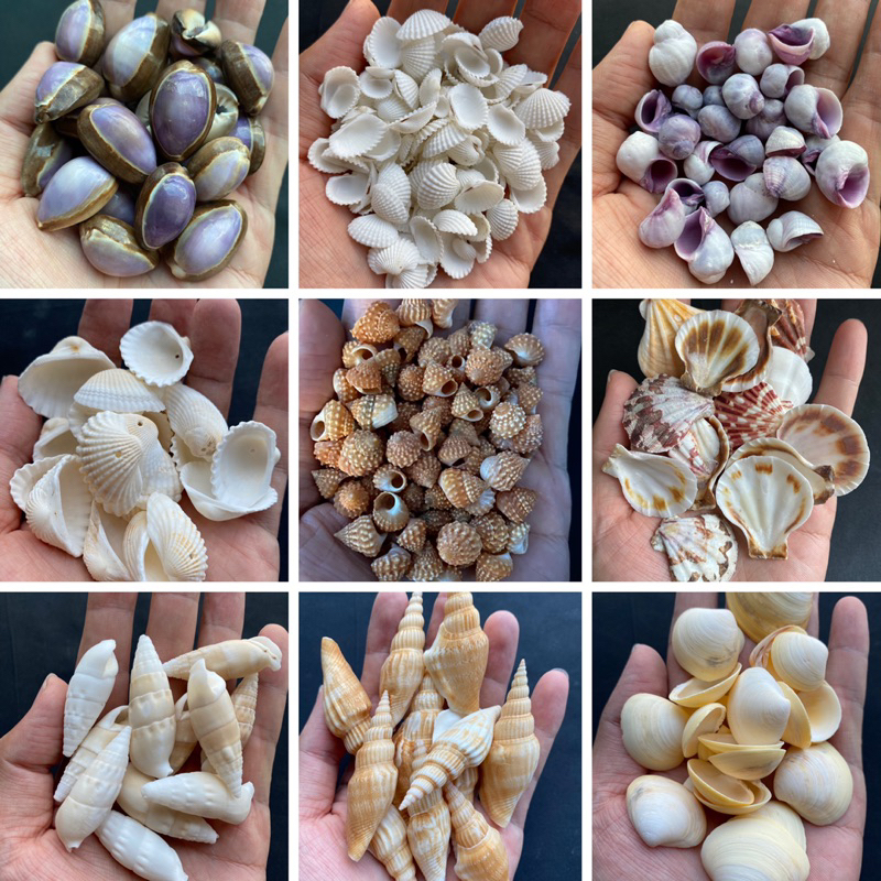 ขายส่งวัสดุตกแต่ง-diy-หอยสังข์ธรรมชาติ-ถุงละ-50-กรัม-wholesale-seashells