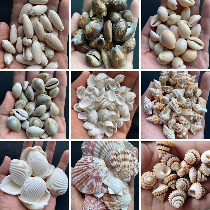 ขายส่งวัสดุตกแต่ง-diy-หอยสังข์ธรรมชาติ-ถุงละ-50-กรัม-wholesale-seashells