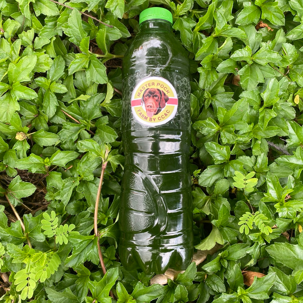 หัวเชื้อน้ำเขียว-สาหร่ายคลอเรลล่า-ขนาด-600-ml