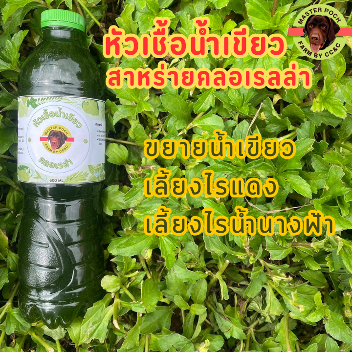 หัวเชื้อน้ำเขียว-สาหร่ายคลอเรลล่า-ขนาด-600-ml