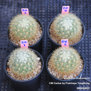 ไม้สะสม Mammillaria densispina เลือกต้นได้ ไม้ชุด 19 สิงหาคม 66