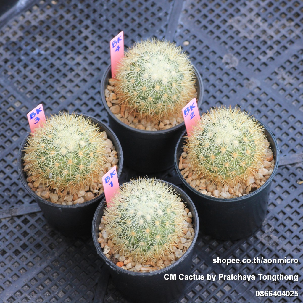 ไม้สะสม-mammillaria-densispina-เลือกต้นได้-ไม้ชุด-19-สิงหาคม-66