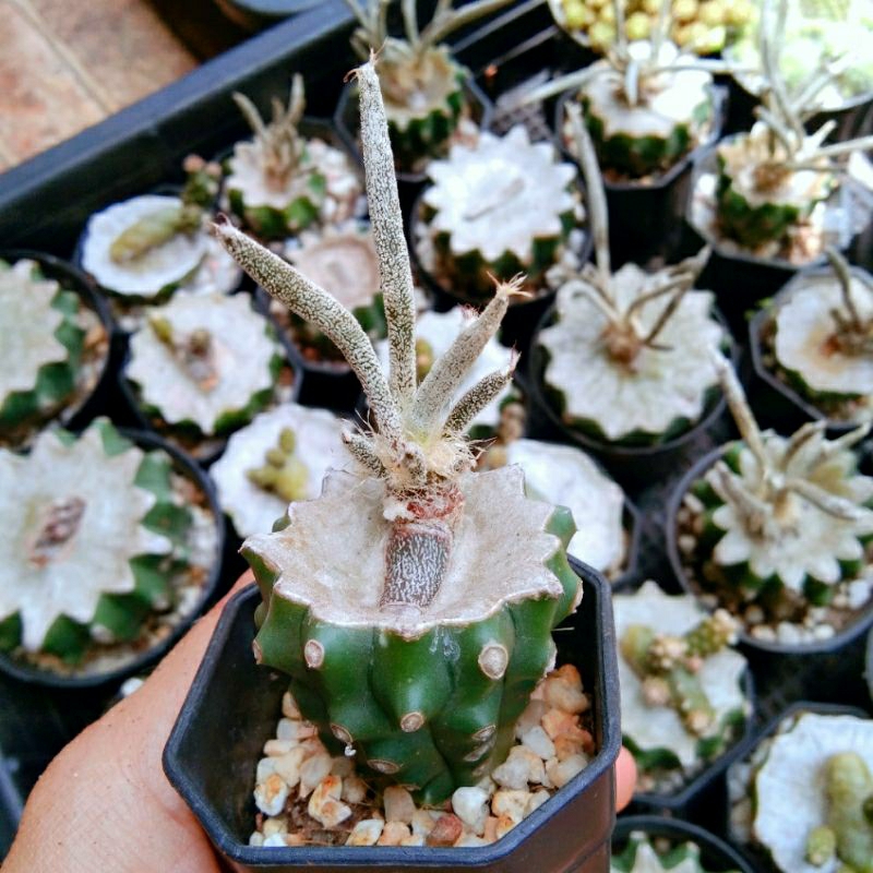 คาปุดเมดูซ่า-เอสโตรไฟตั้มคาปุดเมดูซ่า-astrophytum-caput-medusae