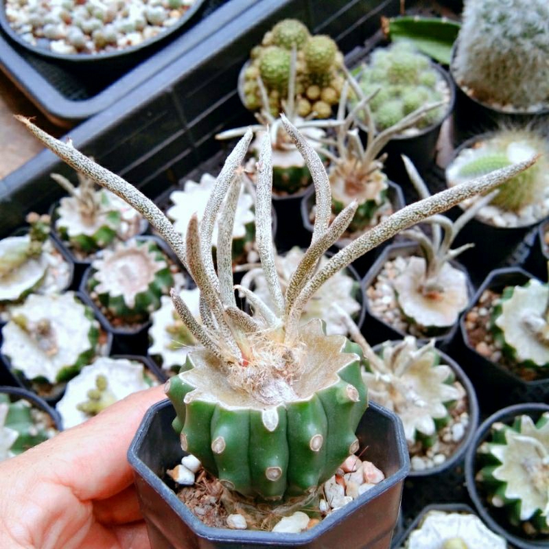 คาปุดเมดูซ่า-เอสโตรไฟตั้มคาปุดเมดูซ่า-astrophytum-caput-medusae