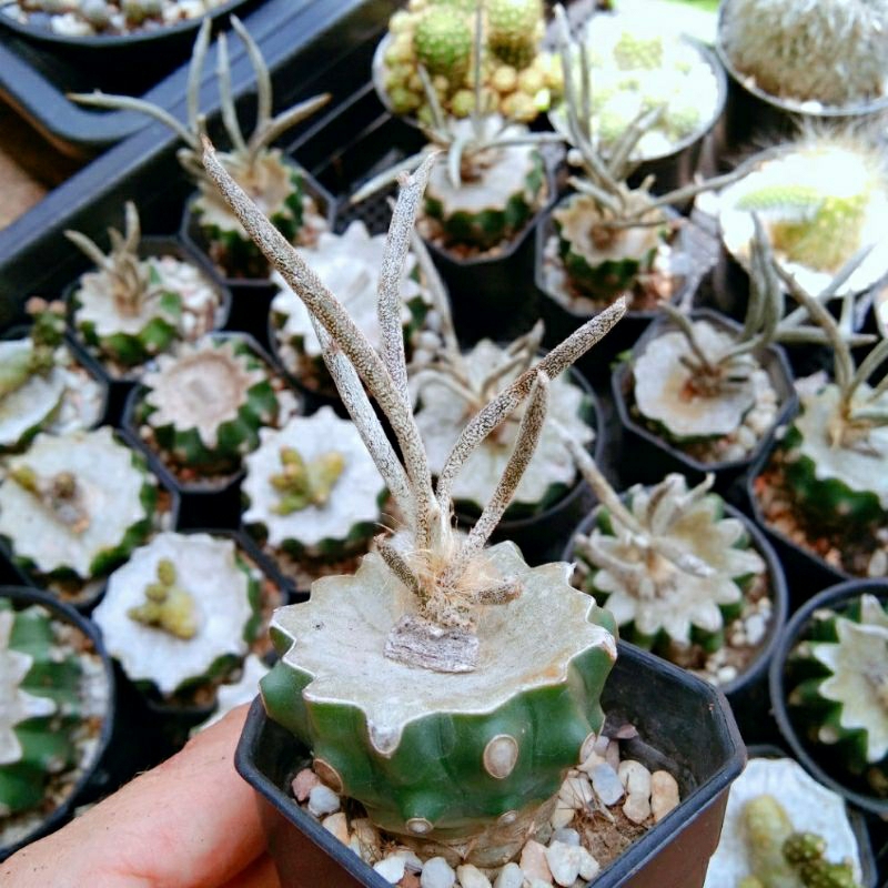 คาปุดเมดูซ่า-เอสโตรไฟตั้มคาปุดเมดูซ่า-astrophytum-caput-medusae