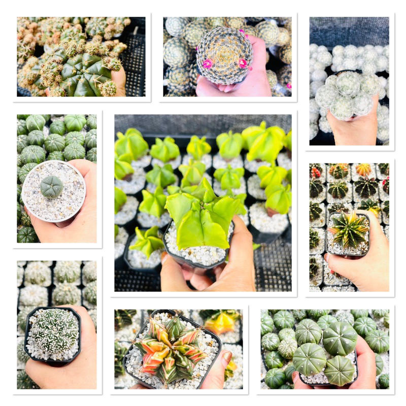 cactus-กระบองเพชร-new19-08-66-หลายหลายสายพันธุ์หน้าสวยๆคัดพิเศษ-ราคาถูก