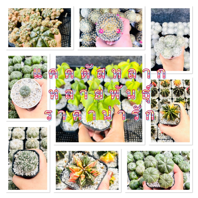 cactus-กระบองเพชร-new19-08-66-หลายหลายสายพันธุ์หน้าสวยๆคัดพิเศษ-ราคาถูก