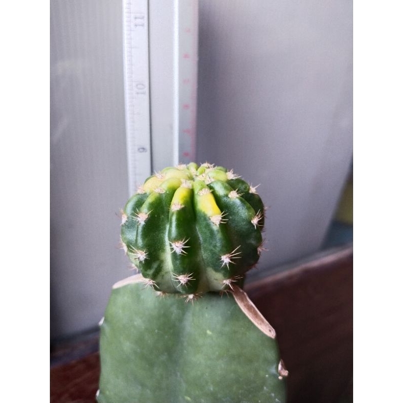 cactus-อิชินอปด่าง-กราฟตอสามเหลี่ยม