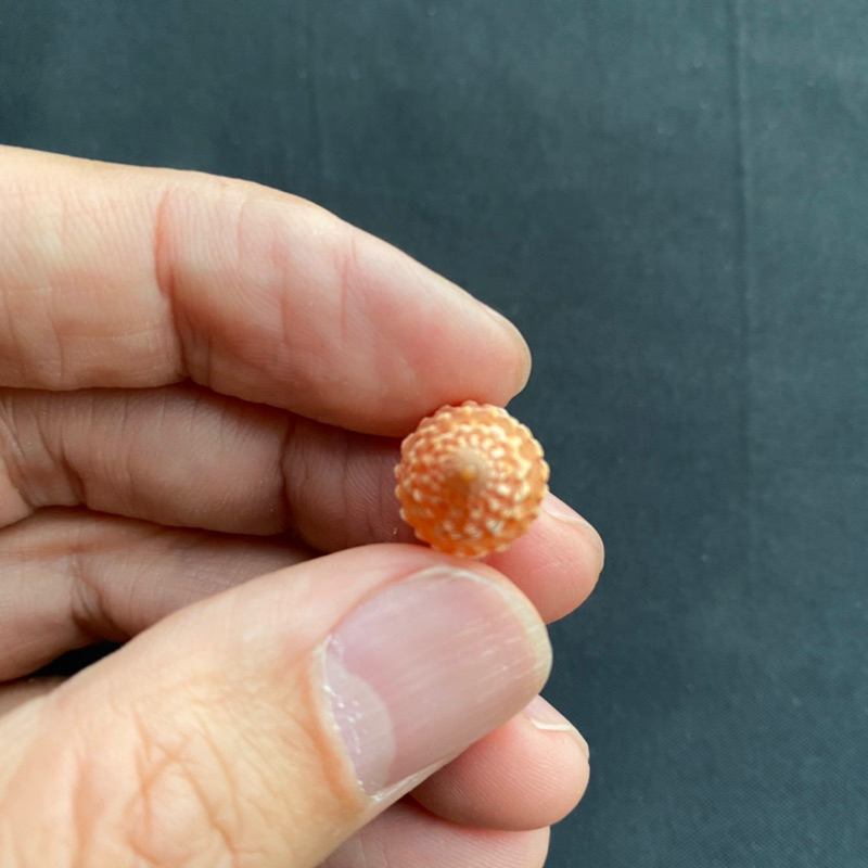 หอยสังข์หอเล็กสีแดง-red-small-tower-conch-shell