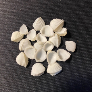 หอยลายรูปหัวใจขนาดเล็ก small white clam shell heart shape