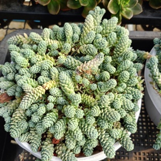 หนอนฟ้า SEDUM​ MAJOR​ กุหลาบหิน ร้านใบบุญกุหลาบหิน Succulent Echeveria Haworthia Cactus  Lithop ไม้อวบน้ำ แคคตัส ไลทอป