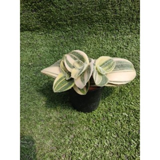 ต้นสายใยรักด่างขาว [ Tradescantia sillamontana variegated ] ในกระถาง2"