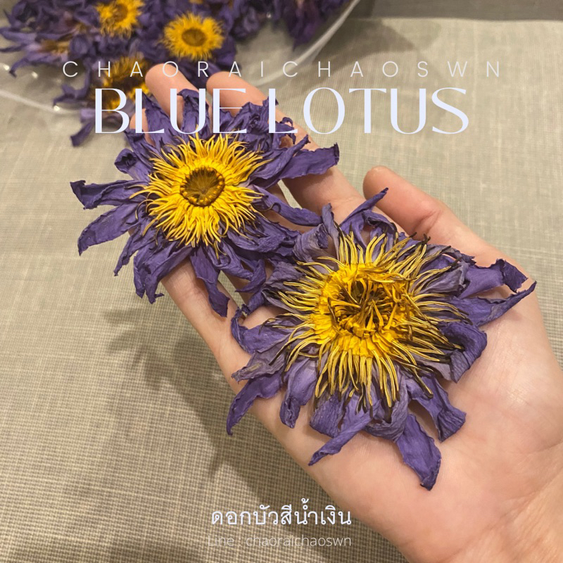 ดอกบัวสีน้ำเงิน-blue-lotus-ส่งตรงจากสวนบัว-เก็บ-อบ-ใหม่-สีสวย-กลิ่นหอม-สั่งเยอะ-ต่อรองราคาได้ค่ะ