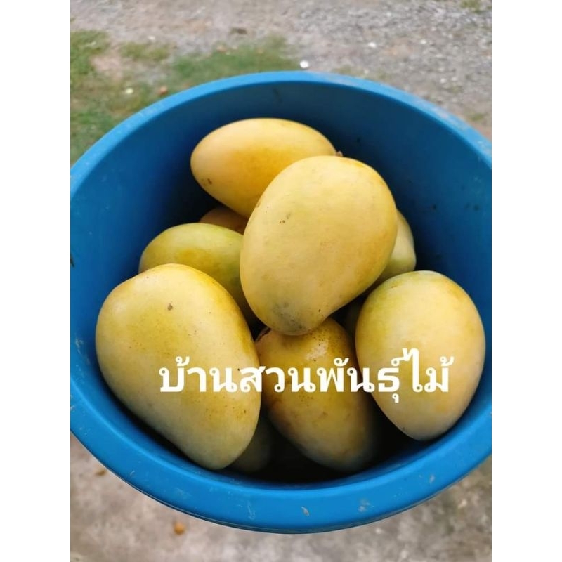 ต้นมะม่วง-พันธุ์ขายตึก-ต้นขนาด-1-6-1-7-เมตร