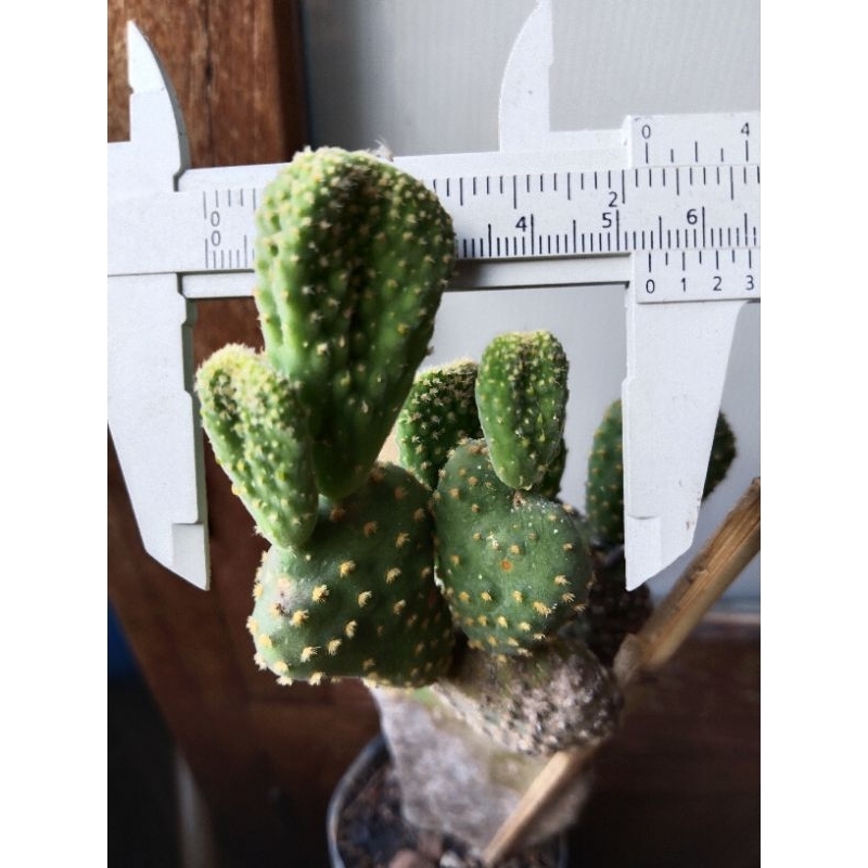 opuntia-microdasys-pallida-cristata-ดอทเหลืองคริส-หน่อเด็ดสด