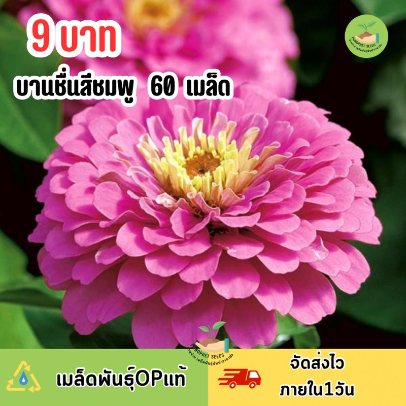 9-บาท-เมล็ดพันธุ์-ดอกบานชื่นสีบานเย็น-60-เมล็ด