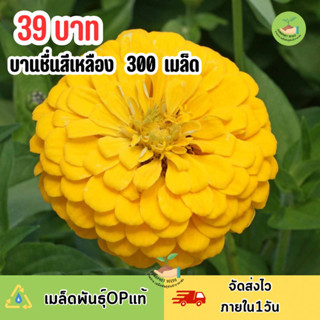 บานชื่นกลีบซ้อนสีเหลือง บรรจุ300 เมล็ด